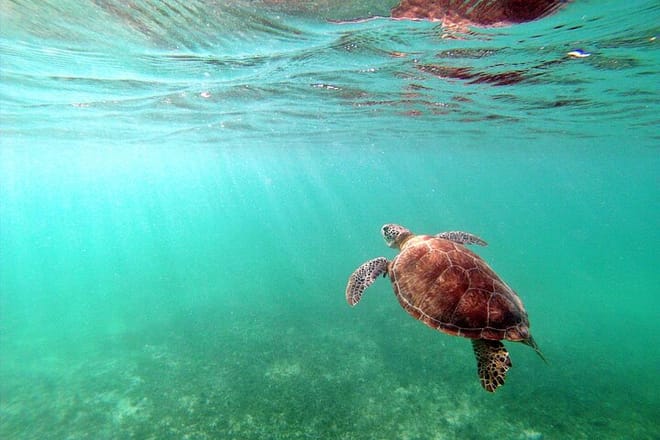 Private Snorkel with Turtle at Akumal 10