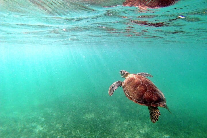 Private Snorkel with Turtle at Akumal 10