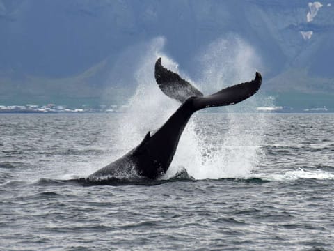 Whale Watching & The Golden Circle