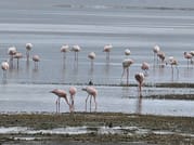 4-Day Tanzania Group Safari Tarangire, Serengeti & Ngorongoro Crater – The Ultimate Shared Safari Adventure 7