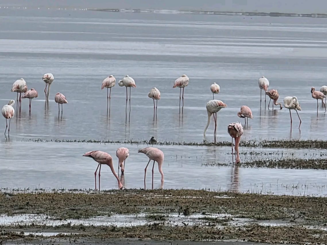 4-Day Tanzania Group Safari Tarangire, Serengeti & Ngorongoro Crater – The Ultimate Shared Safari Adventure 7