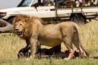 Serengeti National reserve