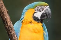 Macaw in Iquitos, Peru