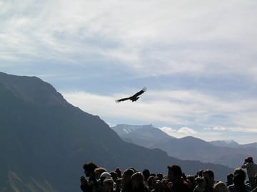 2-Day Nature Tour of Colca Canyon from Arequipa