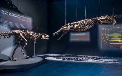 Dubai Crocodile Park and Burj Khalifa Tour with Transfers