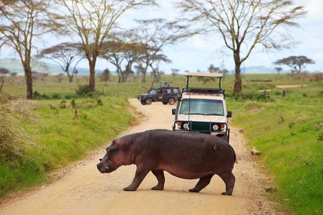 Game drives at Tanzania parks