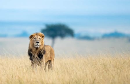 3 Days 2 Nights Private Budget safari to Maasai Mara