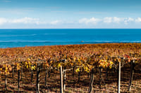Visit the winery, stroll through the vineyards, taste the Cantine Mucci Wine 2