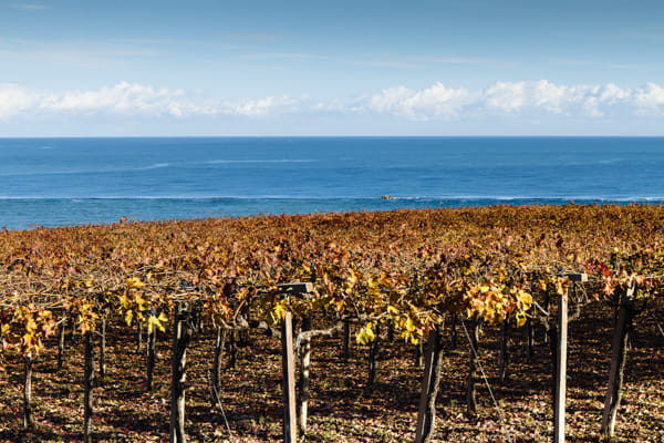 Visit the winery, stroll through the vineyards, taste the Cantine Mucci Wine 2