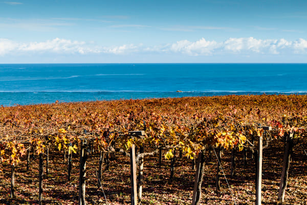 Visit the winery, stroll through the vineyards, taste the Cantine Mucci Wine 2