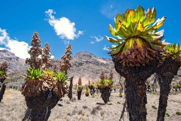 Mt Kenya Trekking Adventure from Nairobi, Kenya