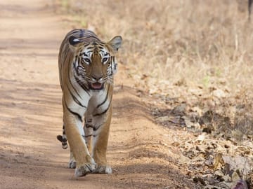 Tiger Watching and Temple Tour in Khajuraho and Nagpur
