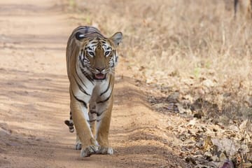Tiger Watching and Temple Tour in Khajuraho and Nagpur