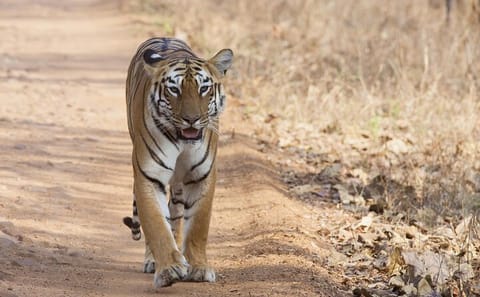 Tiger Watching and Temple Tour in Khajuraho and Nagpur