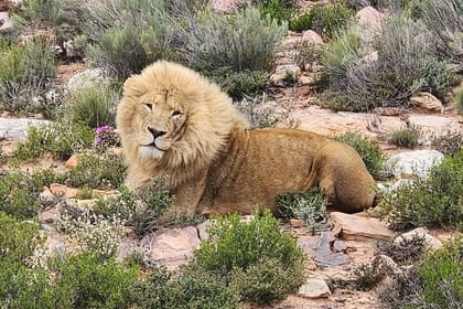 Sunset Big 5 Aquila Safari Snacks and Wine Tasting