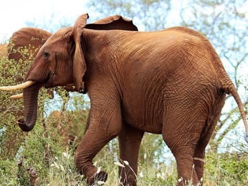 Elephants at Tsavo West