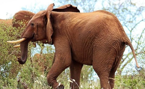 3-Day Tsavo West Safari Adventure from Mombasa