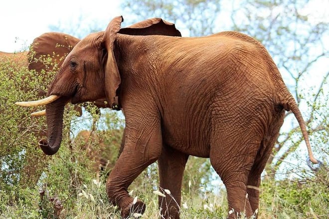 Elephants at Tsavo West