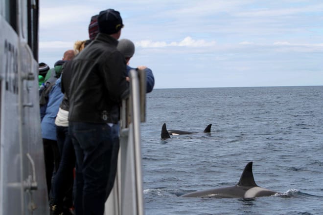 Whale Watching Ólafsvík  photo 2
