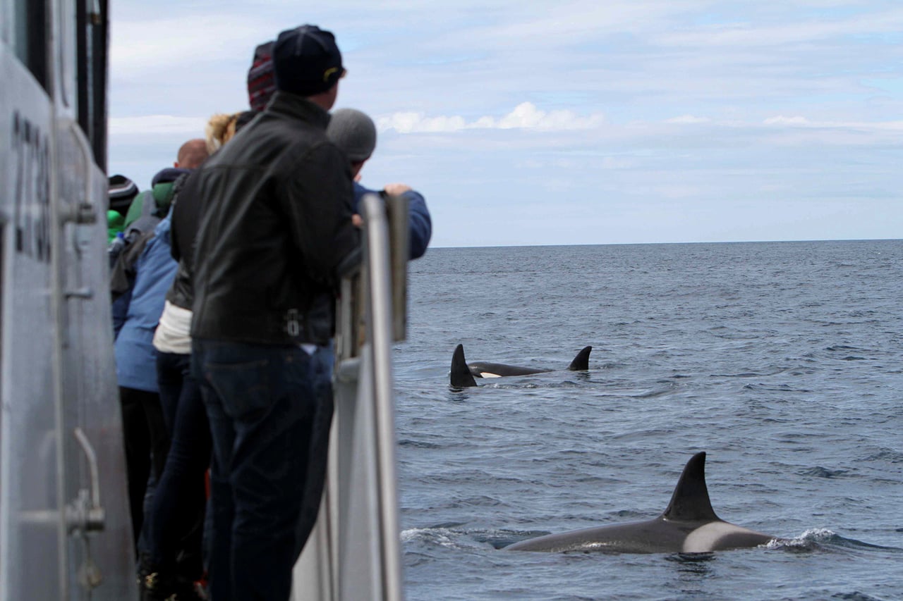 Whale Watching Ólafsvík  2