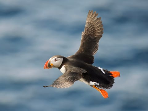 Whale Watching & Puffin Tour from Hauganes, photo 2