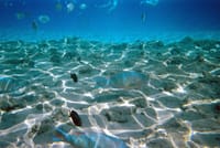 Premium Empire Semi-Submarine, VIP Snorkeling Sea Trip - Hurghada 7