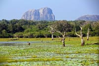 From Bentota: Yala National Park Safari 3