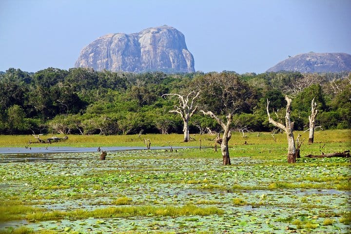 From Bentota: Yala National Park Safari 3
