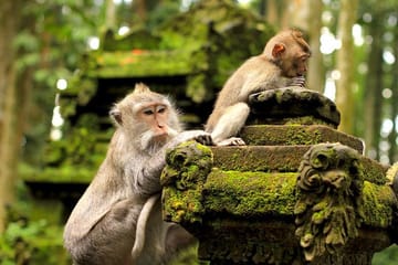 Half Day Cultural Tour of Ubud and Petulu Village