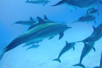 Dolphin House Reef Snorkeling Adventure &amp; Transfers – Marsa Alam