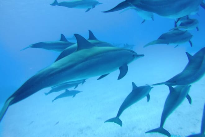 Dolphin House Reef Snorkeling Adventure &amp; Transfers – Marsa Alam
