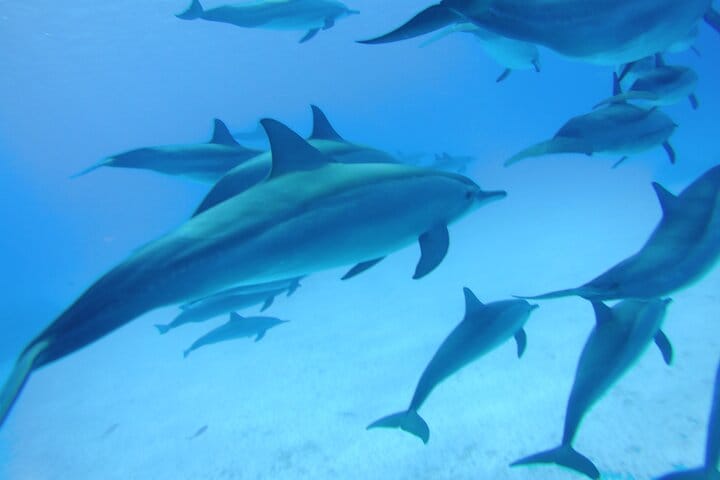 Dolphin House Reef Snorkeling Adventure &amp; Transfers – Marsa Alam