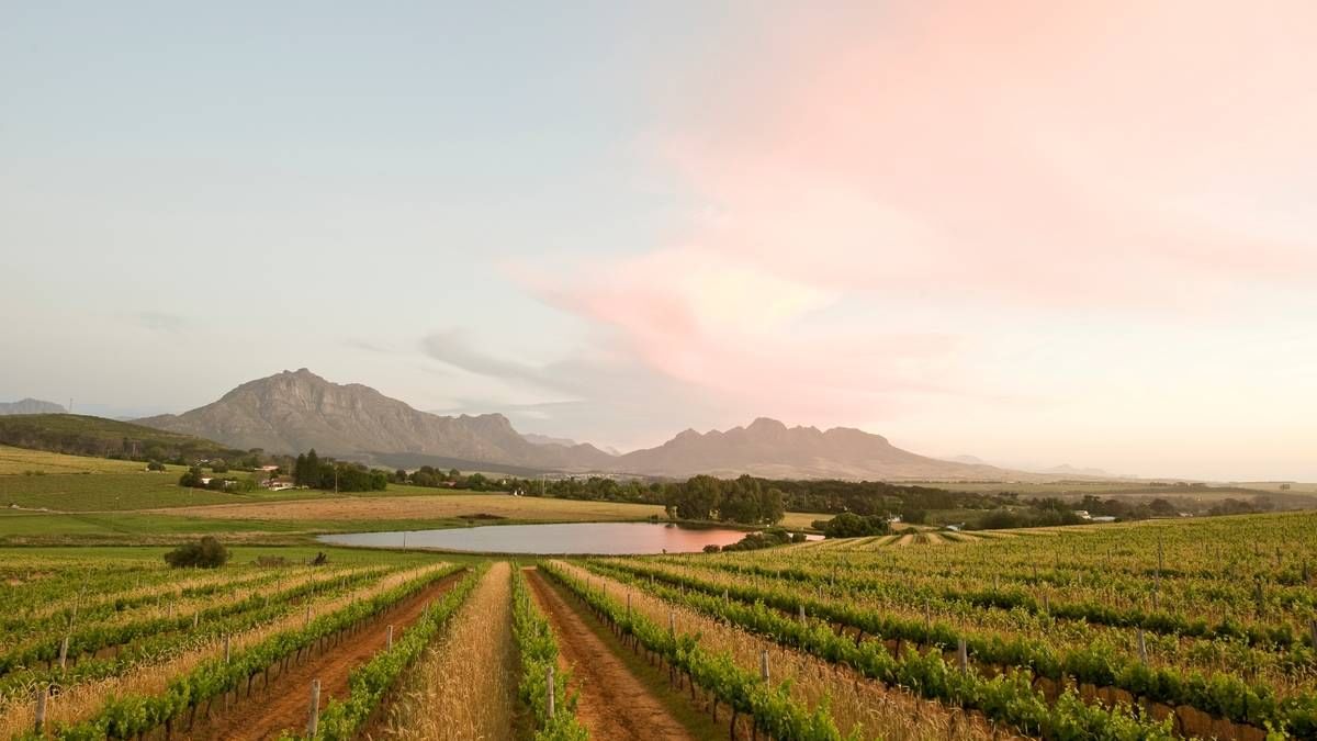 Exterior of Middelvlei Wine Estate homestead and lawn with vineyard backdrop in Stellenbosch, Western Cape.