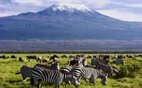 5Days Affordable Wildlife Safari in Kenya 1