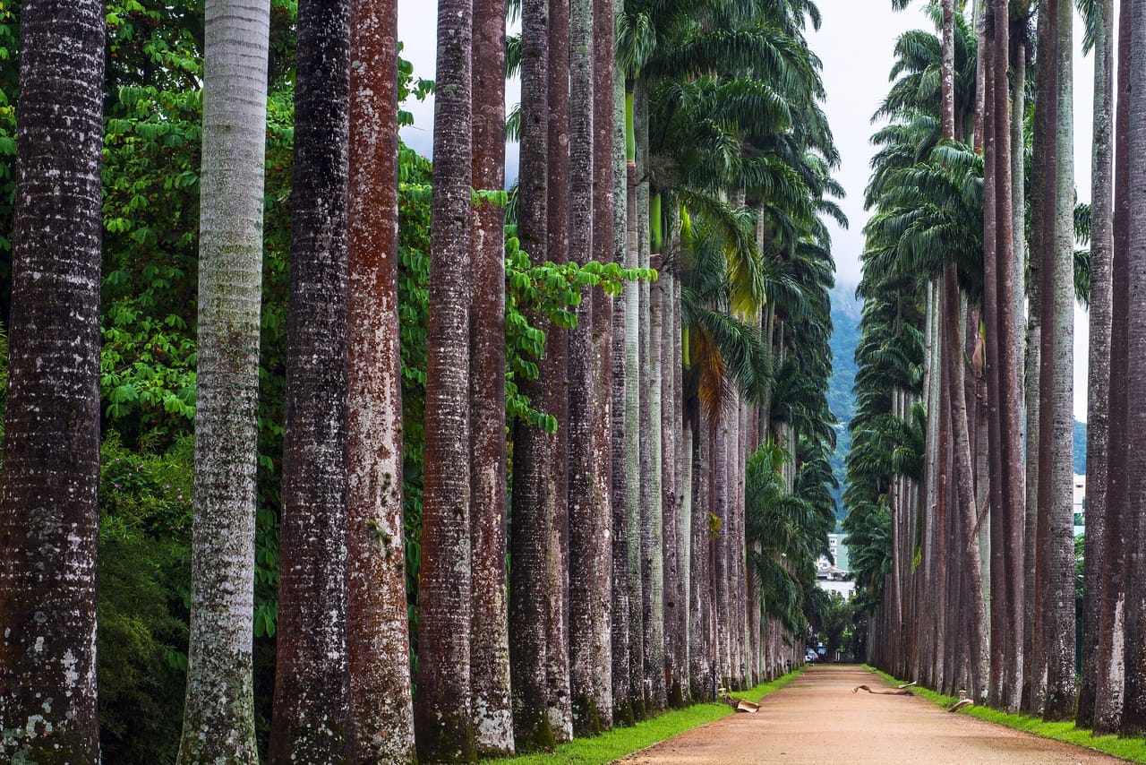 IMPERIAL PALM ALLEY