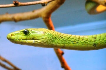 Nairobi Museum Snake Park Giraffe Center and Beads Center Tour