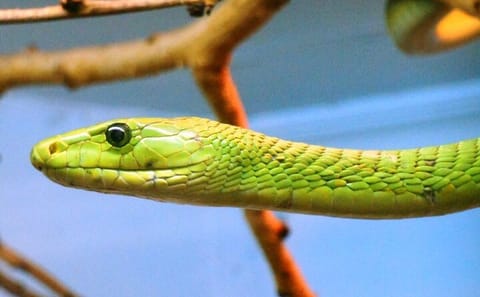 Nairobi Wildlife and Culture Tour: Snake Park, Giraffe Center, Beads Center