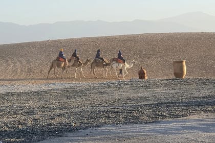 1 Hour Camel Ride in the palm groves of Marrakech