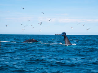 Whale tail visible above the sea during a whale watching cruise
