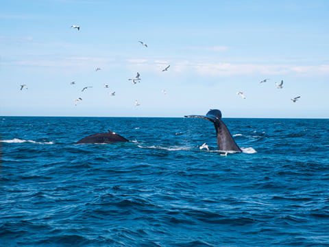 Whale tail visible above the sea during a whale watching cruise