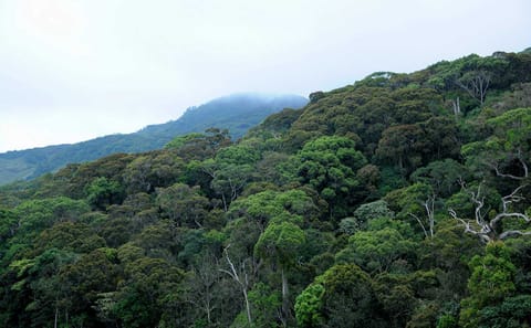 13-Day Adventure and Wildlife Safari in Colombo, Sri Lanka