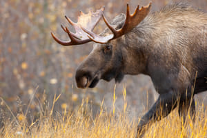 Moose Wild Safari - Small Group Tour