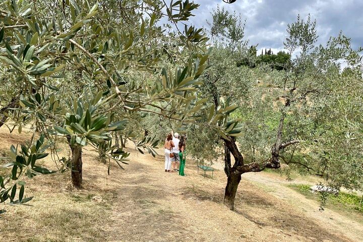 Olive grove in the Chianti region 