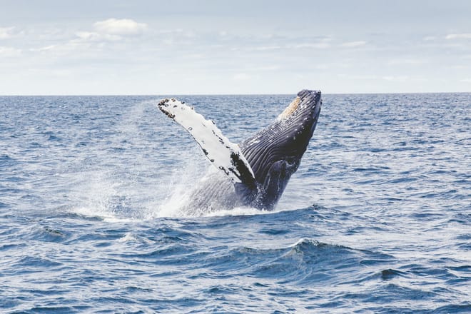 Whale Route 5
