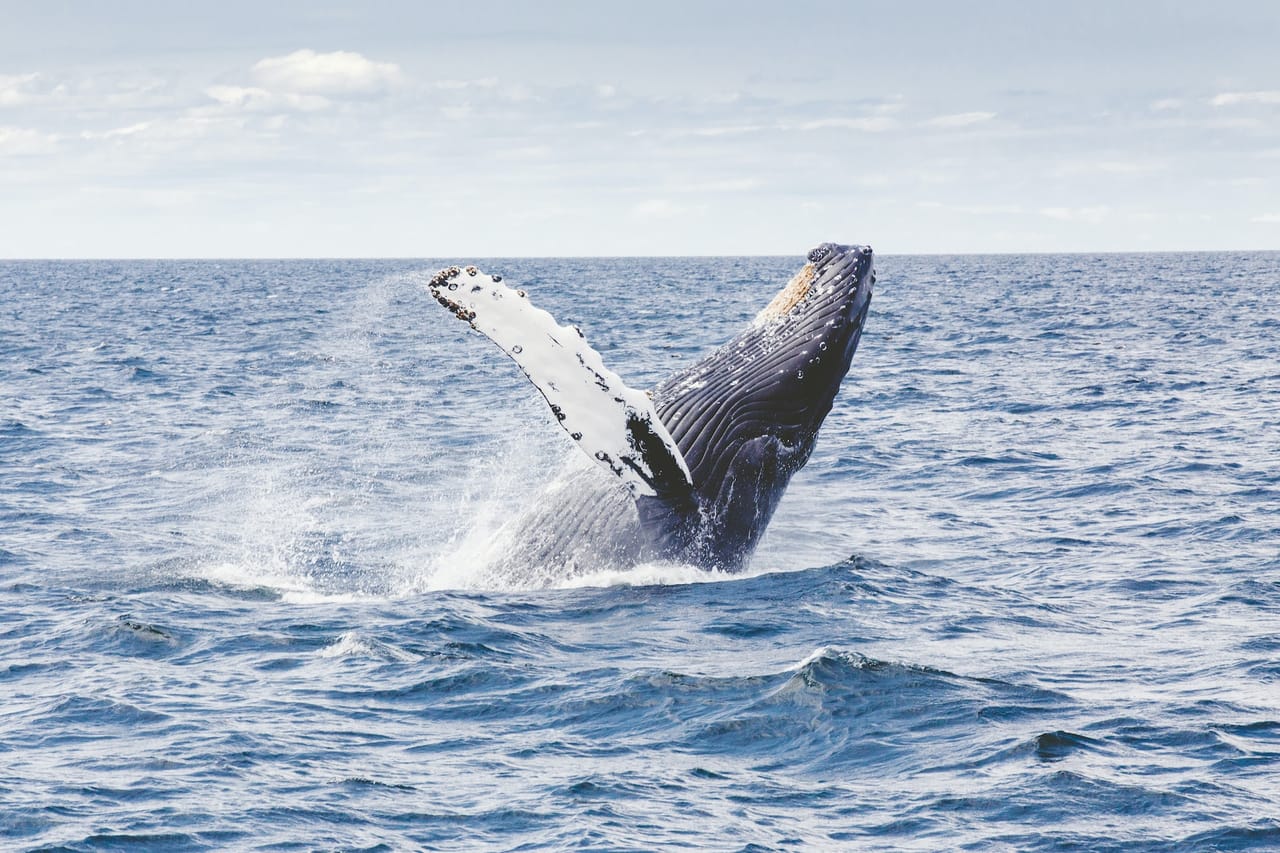 Whale Route 5
