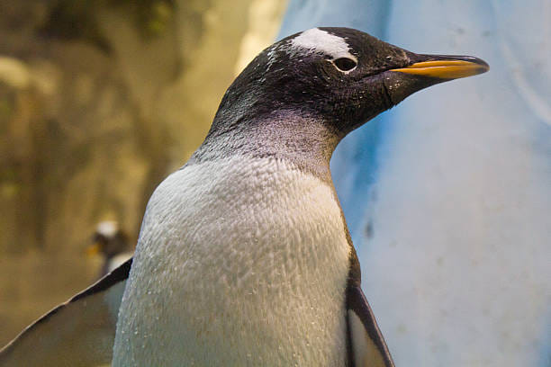 Penguins take center stage at the Aquarium & Underwater Zoo.