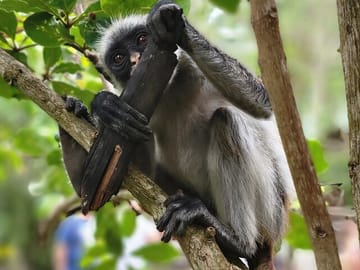 Jozani Forest and Spice Farm Tour in Zanzibar