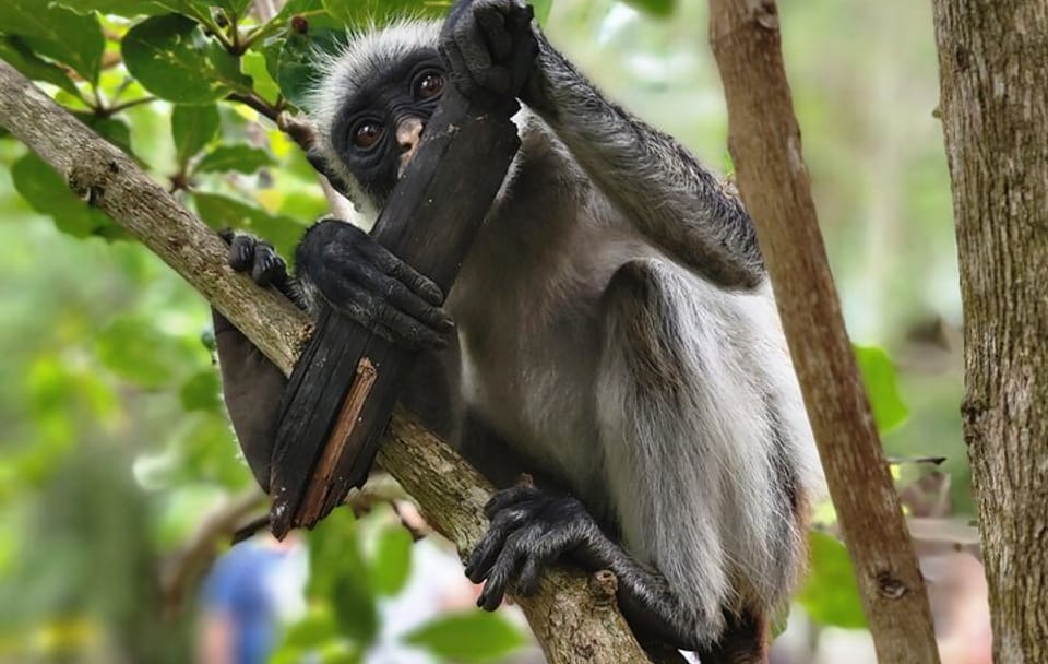 Jozani Forest and Spice Farm Tour Zanzibar Nature Experience