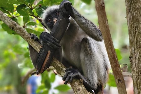 Jozani Forest and Spice Farm Tour Zanzibar Nature Experience