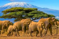Amboseli national park